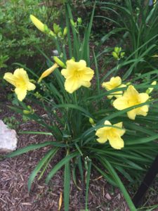 landscape daylily - small